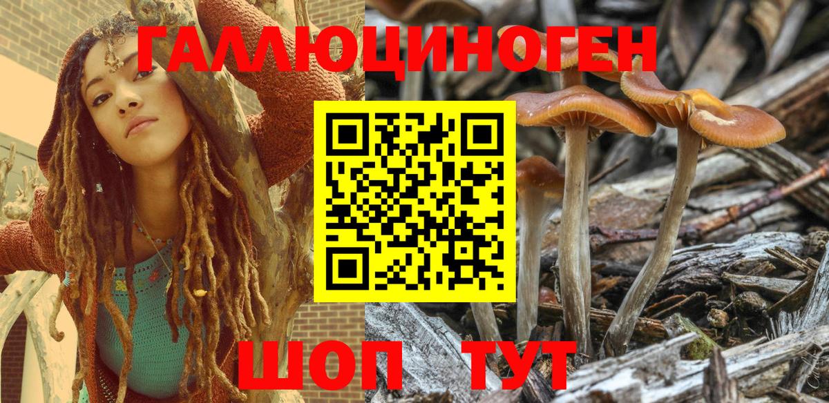 Галлюциногенные грибы Psilocybine cubensis Лыткарино